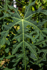 Fototapeta na wymiar Zielone liście rośliny afrykańskiej
