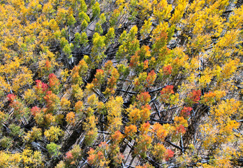 Aerial, Aspens, Hochdeffer Hills