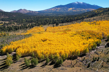 Aerial, Aspens, Hochdeffer Hills