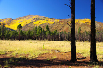 Aspens, Kendrick Peak