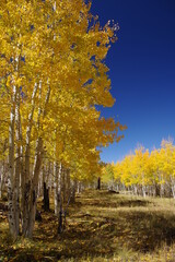 Aspens, Hochdeffer Hills