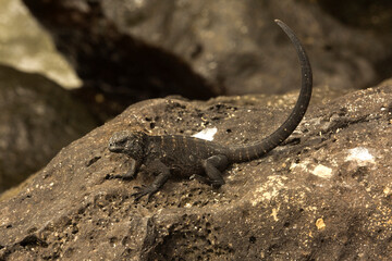 The marine iguana, sea iguana, saltwater iguana, or Galápagos marine iguana (Amblyrhynchus...