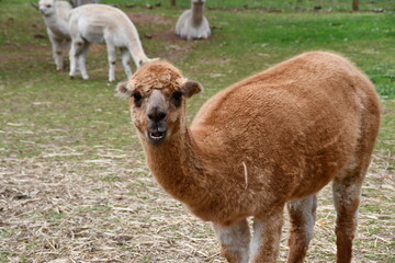 alpacas on a farm close up