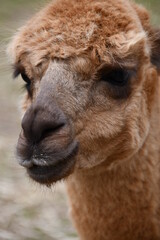 Obraz premium close up of cute alpaca head