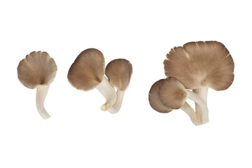 Indian Oyster Mushroom (Phoenix Mushroom or Lung Oyster) isolated on white background.