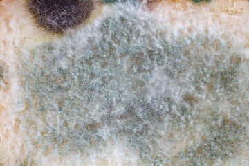 Mold on bread on white background,expired food concept.