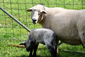 Obraz na płótnie Canvas sheep and lamb in a green field on a farm