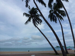 View of Beach with Palm Trees