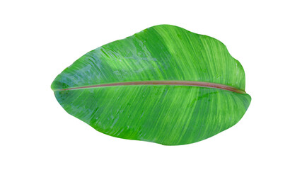 Green banana leaves isolated on white background with Clipping Path
