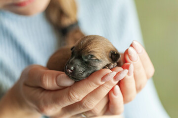 Small puppy looking up while woman holding cute dog.The little puppy is cute sitting in the arms of the girl. Newborn puppy. Little beloved pet with its owner.