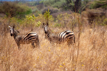 Dwie zebry na sawannie w Kenii w Afryce