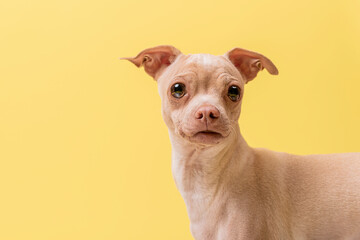 retrato de un perro chihuahua en fondo amarillo de estudio