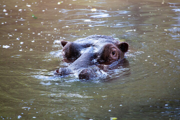 Hipopotam zanurzony w wodzie - obrazy, fototapety, plakaty