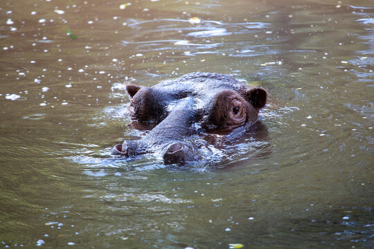 Fototapeta Hipopotam zanurzony w wodzie