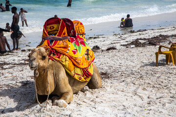 Wielbłąd z siodłem na plaży w Kenii - obrazy, fototapety, plakaty