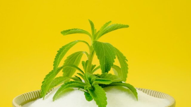 Fresh stevia branch in stevia powder .Rotation.Natural sugar alternative.Organic natural low calorie sweetener. 4k footage