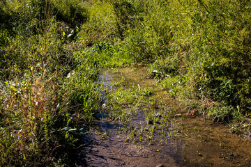 Fototapeta premium A Little Bit of Water