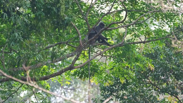 Seen high up sitting on a branch, scratches its feet then turns to hold and starts peeing; Phayre's Langur, Trachypithecus phayrei, Thailand.