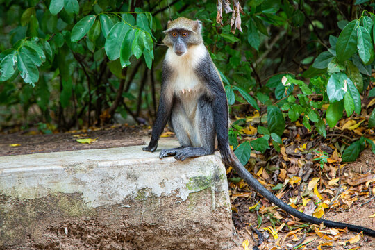 Fototapeta Małpa Sykesa lub inaczej małpa bałogardła, zwana też małpą Samango
