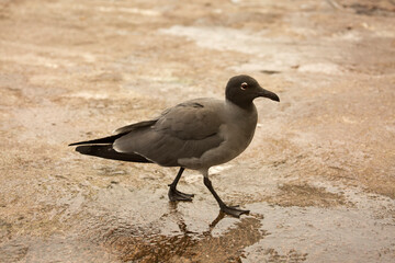 Fototapeta na wymiar The lava gull, dusky gull (Leucophaeus fuliginosus).