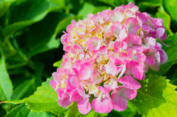 Fototapeta premium ピンクの花