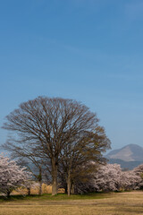 Tall leafless tree between sakura pink flowers in a park, Ibuki mountain in the background.