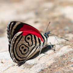 mariposas