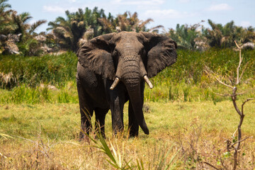 Alone elefant in the savanna in Africa - obrazy, fototapety, plakaty