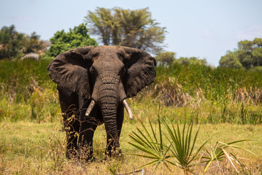 Elephant in the savannah in Africa