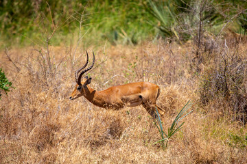 Antelope impala in the savannah