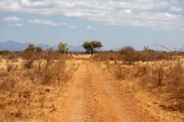 Droga przez sawannę w Afryce - obrazy, fototapety, plakaty