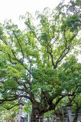 Fototapeta premium 大麻比古神社
