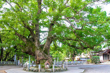 Obraz premium 大麻比古神社