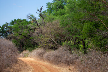 Afrykańska droga oraz drzewa przy drodze. Kenia