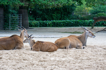 impala in the zoo
