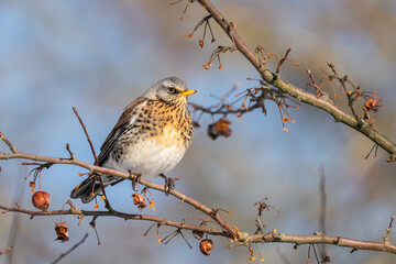 Fieldfare (Turdus pilaris) eats red berries on a cold winter day