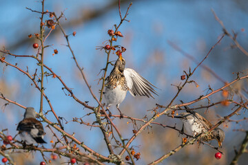 Fieldfare (Turdus pilaris) eats red berries on a cold winter day