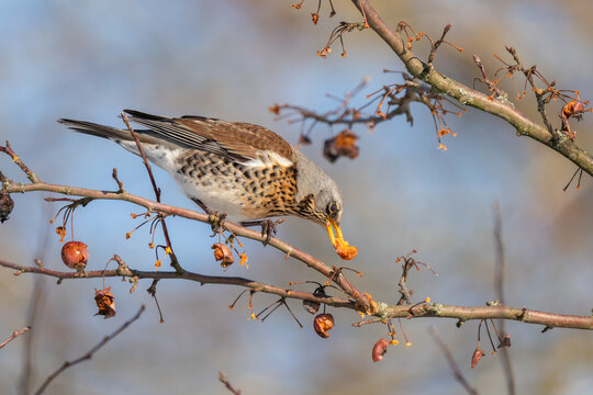 Fieldfare (Turdus pilaris) eats red berries on a cold winter day
