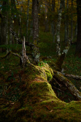 森の中で朽ちた苔生す倒木に芽吹く新しい葉（縦写真）