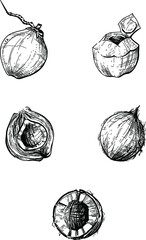 Black and white set of hand drawn illustration coconut