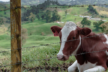 vaca acostada en el campo