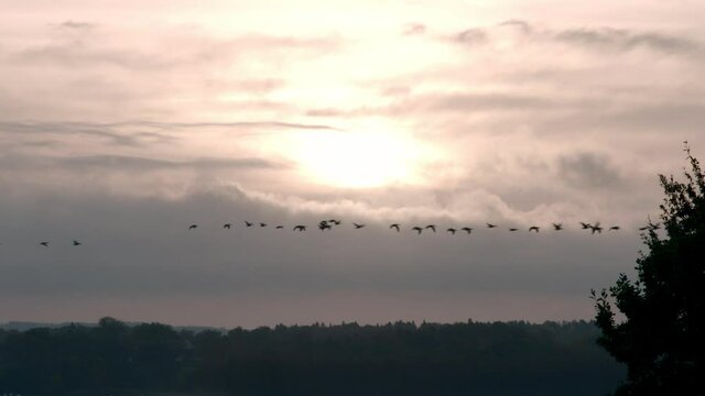 Geese flying in the morning sky
