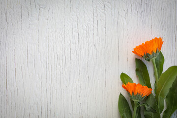 Small bunch of vibrant orange marigold flowers on white wood grain background