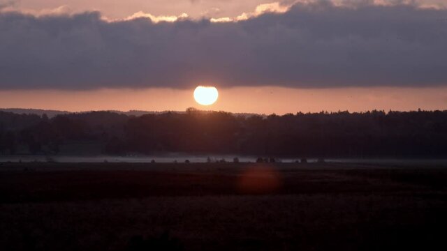 Sunrise misty morning birds flying in the sky