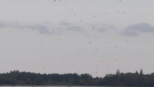 Huge flock of birds flying over treetops filling sky