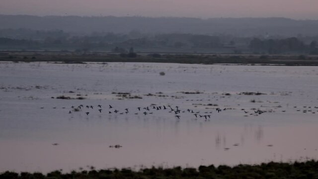 Birds of passage in the early morning sun