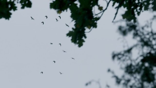 Birds flying high over treetops