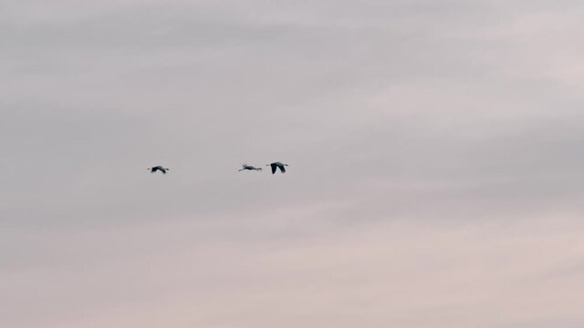 Cranes flying the early morning birds of passage