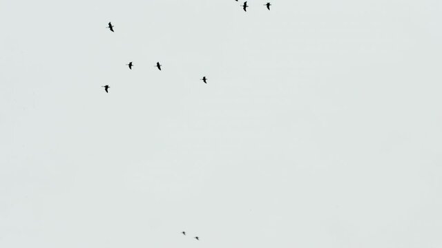 Geese turning, tumbling and flying in the sky