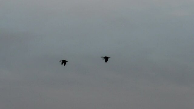 Geese flying in the sky as silhuetts